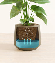 Load image into Gallery viewer, Olive