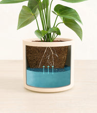 Load image into Gallery viewer, Cream