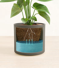 Load image into Gallery viewer, Dark Olive