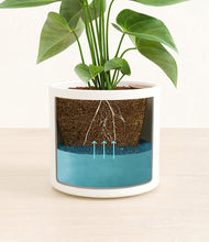 Load image into Gallery viewer, White