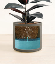 Load image into Gallery viewer, Dark Olive