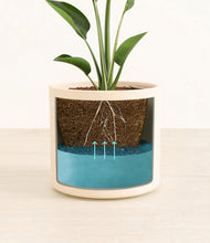 Load image into Gallery viewer, Cream