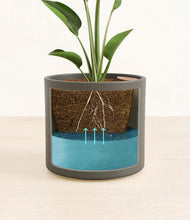 Load image into Gallery viewer, Dark Olive