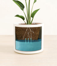 Load image into Gallery viewer, White