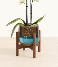 Load image into Gallery viewer, -