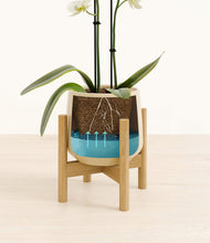 Load image into Gallery viewer, Almond Green stand:bamboo