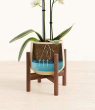 Load image into Gallery viewer, Almond Green stand:walnut