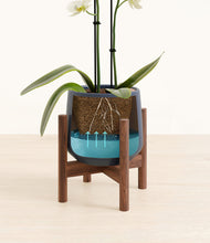 Load image into Gallery viewer, -