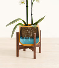 Load image into Gallery viewer, Mustard stand:walnut