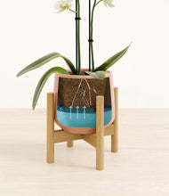 Load image into Gallery viewer, -