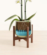 Load image into Gallery viewer, Turquoise stand:walnut