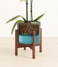 Load image into Gallery viewer, Dark Olive stand:walnut