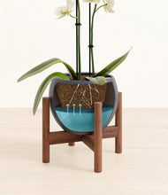 Load image into Gallery viewer, Deep Navy stand:walnut