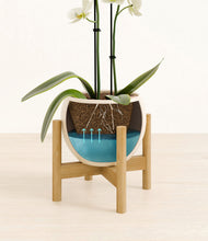 Load image into Gallery viewer, -