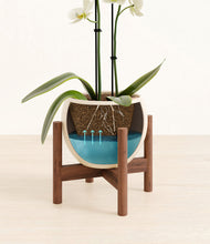 Load image into Gallery viewer, Shiny EggWhite stand:walnut