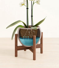 Load image into Gallery viewer, -