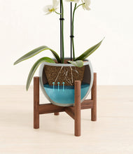 Load image into Gallery viewer, Deep Ocean stand:walnut