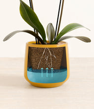 Load image into Gallery viewer, Mustard