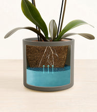 Load image into Gallery viewer, Dark Olive