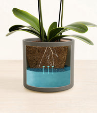 Load image into Gallery viewer, Dark Olive