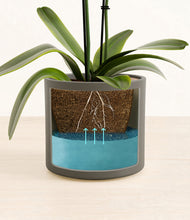 Load image into Gallery viewer, Dark Olive