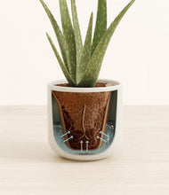 Load image into Gallery viewer, Cotton White stand:all