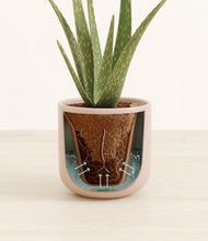 Load image into Gallery viewer, Sandy Pink stand:all