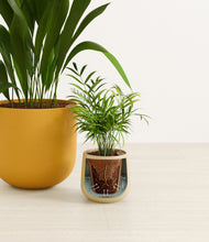 Load image into Gallery viewer, Tiger Lily stand:all