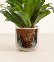 Load image into Gallery viewer, Sandy Pink stand:all