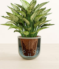 Load image into Gallery viewer, Sage Green stand:all