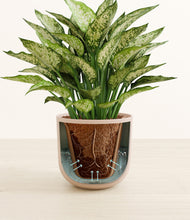 Load image into Gallery viewer, Sandy Pink stand:all