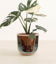 Load image into Gallery viewer, Sandy Pink stand:all