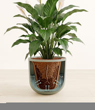 Load image into Gallery viewer, Sage Green stand:all