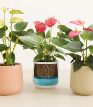 Load image into Gallery viewer, Sandy stand:all