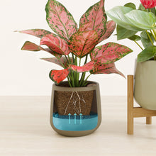 Load image into Gallery viewer, Woodland Hues stand:one_stand
