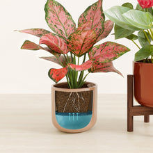 Load image into Gallery viewer, Terracotta Glow stand:one_stand