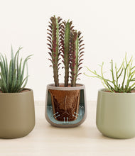 Load image into Gallery viewer, Earthy stand:all