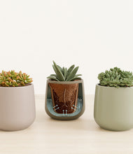 Load image into Gallery viewer, Earthy stand:all