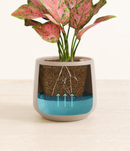 Load image into Gallery viewer, Eternal Gray