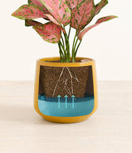 Load image into Gallery viewer, Mustard