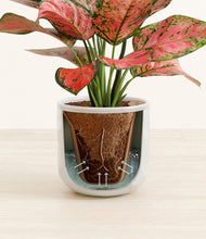 Load image into Gallery viewer, Hammered Ivory stand:all