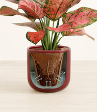 Load image into Gallery viewer, Striped Cherry Red stand:all