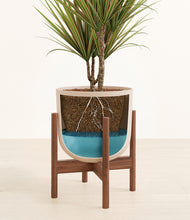 Load image into Gallery viewer, Sandy Pink stand:walnut