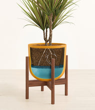 Load image into Gallery viewer, Sunset Orange stand:walnut