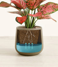 Load image into Gallery viewer, Olive