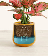 Load image into Gallery viewer, Mustard