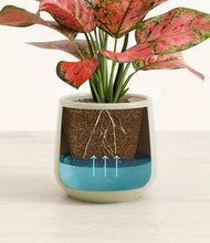 Load image into Gallery viewer, Turquoise