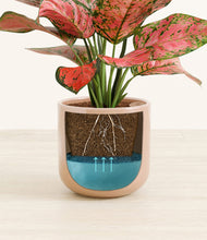 Load image into Gallery viewer, Glossy Pink stand:all