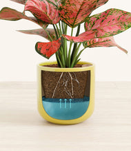 Load image into Gallery viewer, Key Lime Yellow stand:all