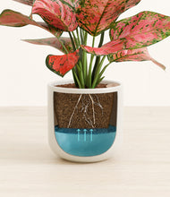 Load image into Gallery viewer, Cotton White stand:all